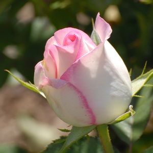 Meet your Posher, Darcy